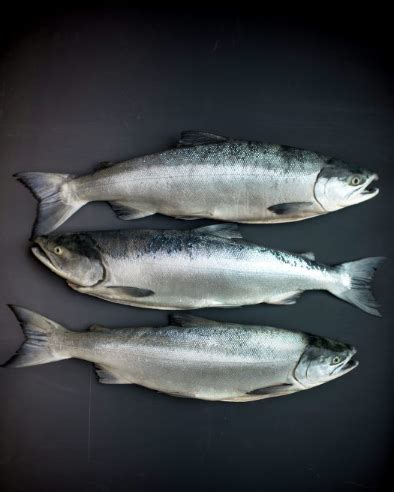 Bristol Bay Salmon Prices 2022